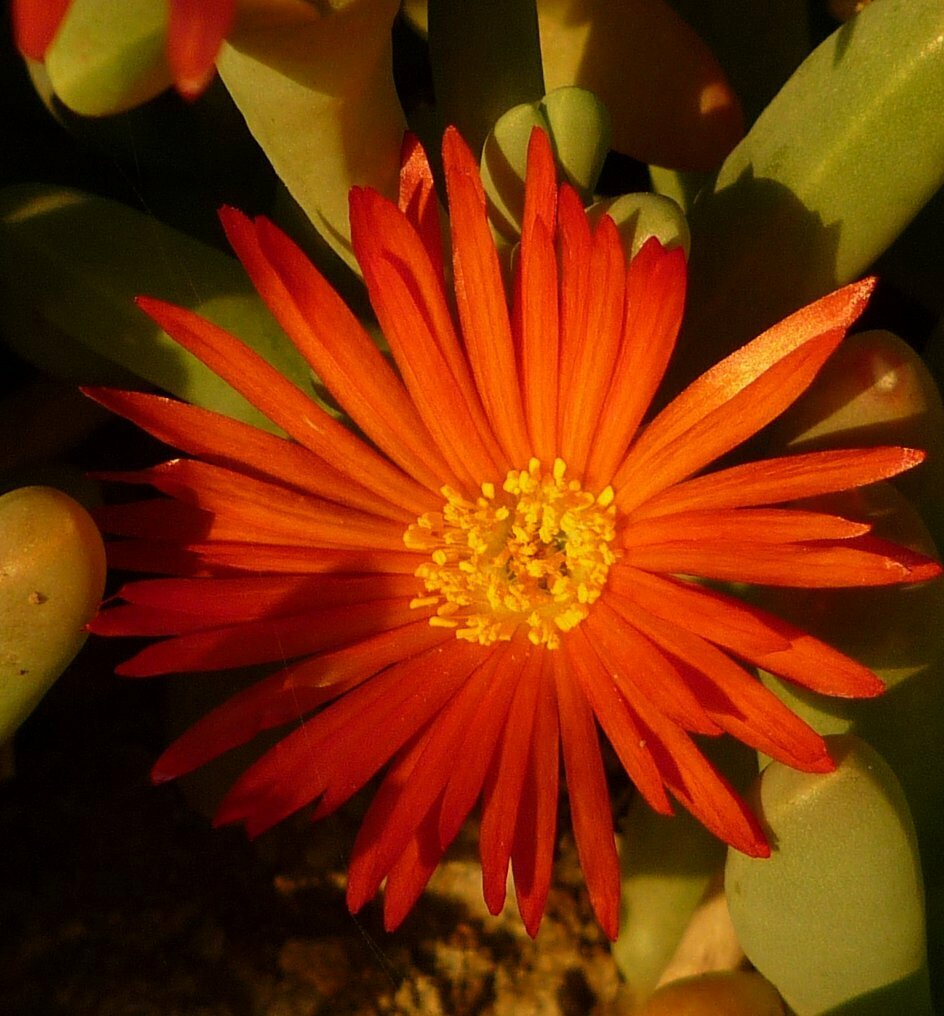 High Resolution Malephora crocea Flower